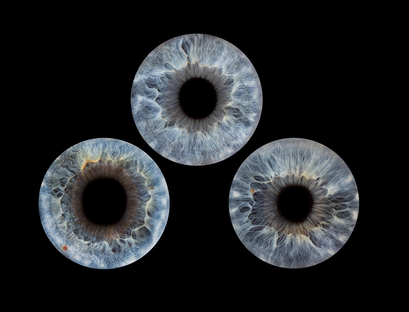 Iris-Fotografie-Unna - drei Iriden vor schwarzem Hintergrund